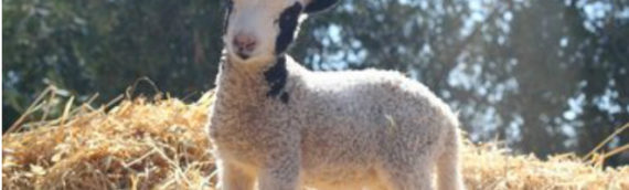 Half of Jacob’s Sheep Herd Killed By Disease. You Won’t Believe What Saved the Rest