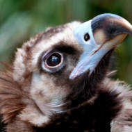 Baby vulture