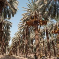 Israel Date Trees