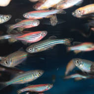 Zebrafish