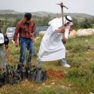 Palestinian trees