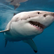 Great white shark