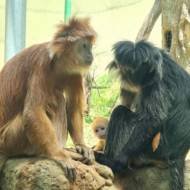 Jerusalem Biblical Zoo