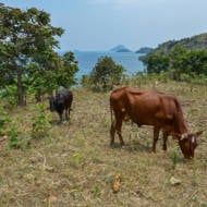 cows rwanda