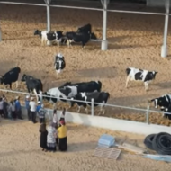 Dairy Farm Southern Israel