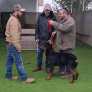Israel Dog Unit