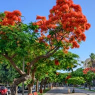 Tel Aviv trees