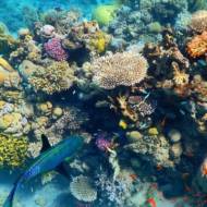 Coral Reef Eilat