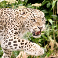 Persian leopard