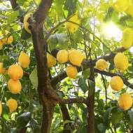 lemon tree