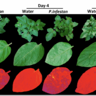 Potato plants grown in the greenhouse were infected with potato late blight or sprayed with water as control