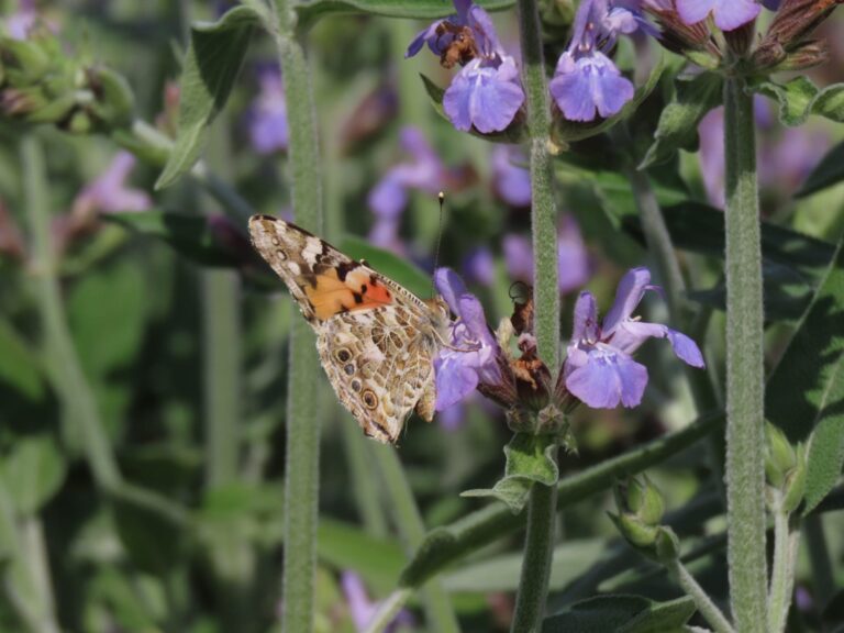 A butterfly feasting on a flower at Hula Lake Park. Photo by Inbar Shlomit Rubin/KKL-JNF