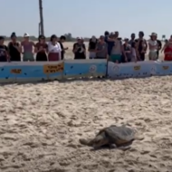 Sea Turtles, Netanya