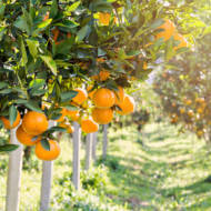 orange trees