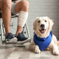 Israeli service dogs assist former IDF soldiers. (shutterstock)