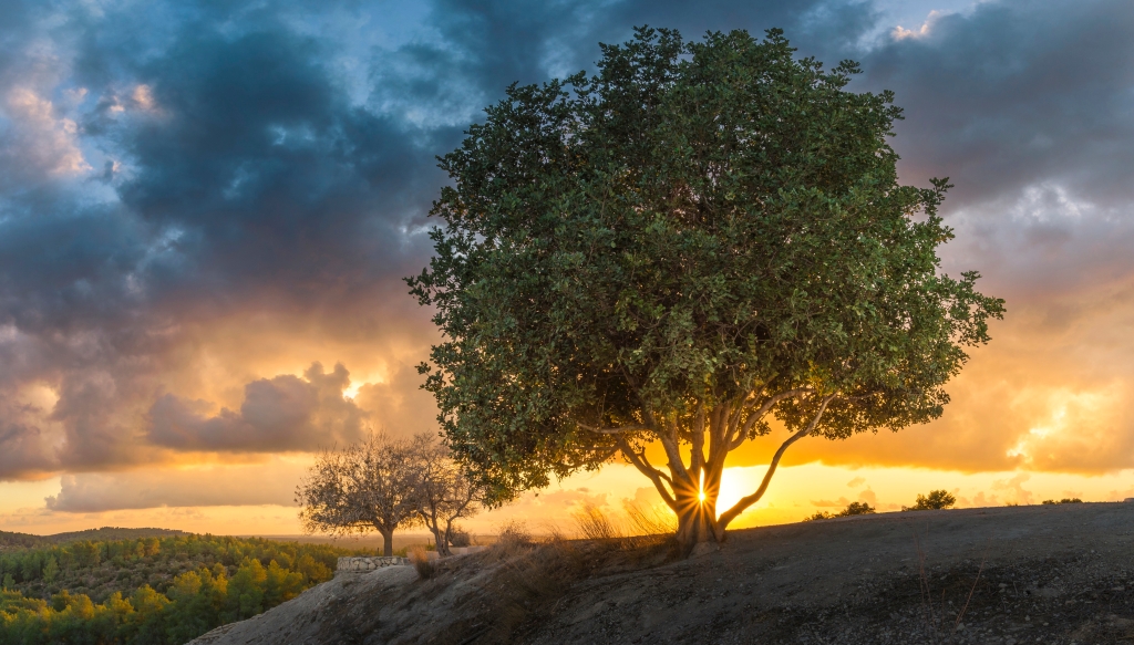 UN Report Blames PA Violence on “Illegal Israeli Occupation” - BeitEmet - House of Truth Terebinth tree located at Tel Azekah, a Biblical site with ancient ruins and vegetation.
