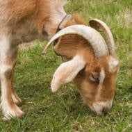 goat