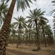 Dates orchard near Kibbutz Niran in the Jordan Valley