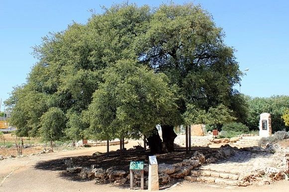 A lone, century’s old oak tree, a 30 second drive from the “Route” is one of the few remainders of the iconic forests which thrived here for most of history. Photo Credit: Yair Aronshtam / Creative Commons Attribution-Share Alike 2.0 Generic A lone, century’s old oak tree, a 30 second drive from the “Route” is one of the few remainders of the iconic forests which thrived here for most of history. Photo Credit: Yair Aronshtam / Creative Commons Attribution-Share Alike 2.0 Generic
