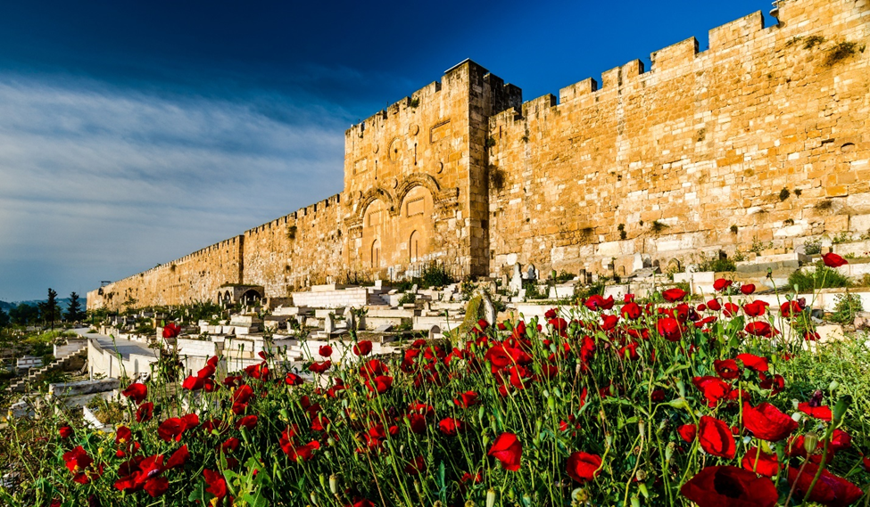 Beautiful poppy flowers surrounding the Gate of Mercy. Between the gate and the flowers is a Muslim cemetery which was strategically placed here to prevent Mashiach (Messiah) from coming through this gate (more on that later). Photo Credit: Shutterstock Beautiful poppy flowers surrounding the Gate of Mercy. Between the gate and the flowers is a Muslim cemetery which was strategically placed here to prevent Mashiach (Messiah) from coming through this gate (more on that later). Photo Credit: Shutterstock