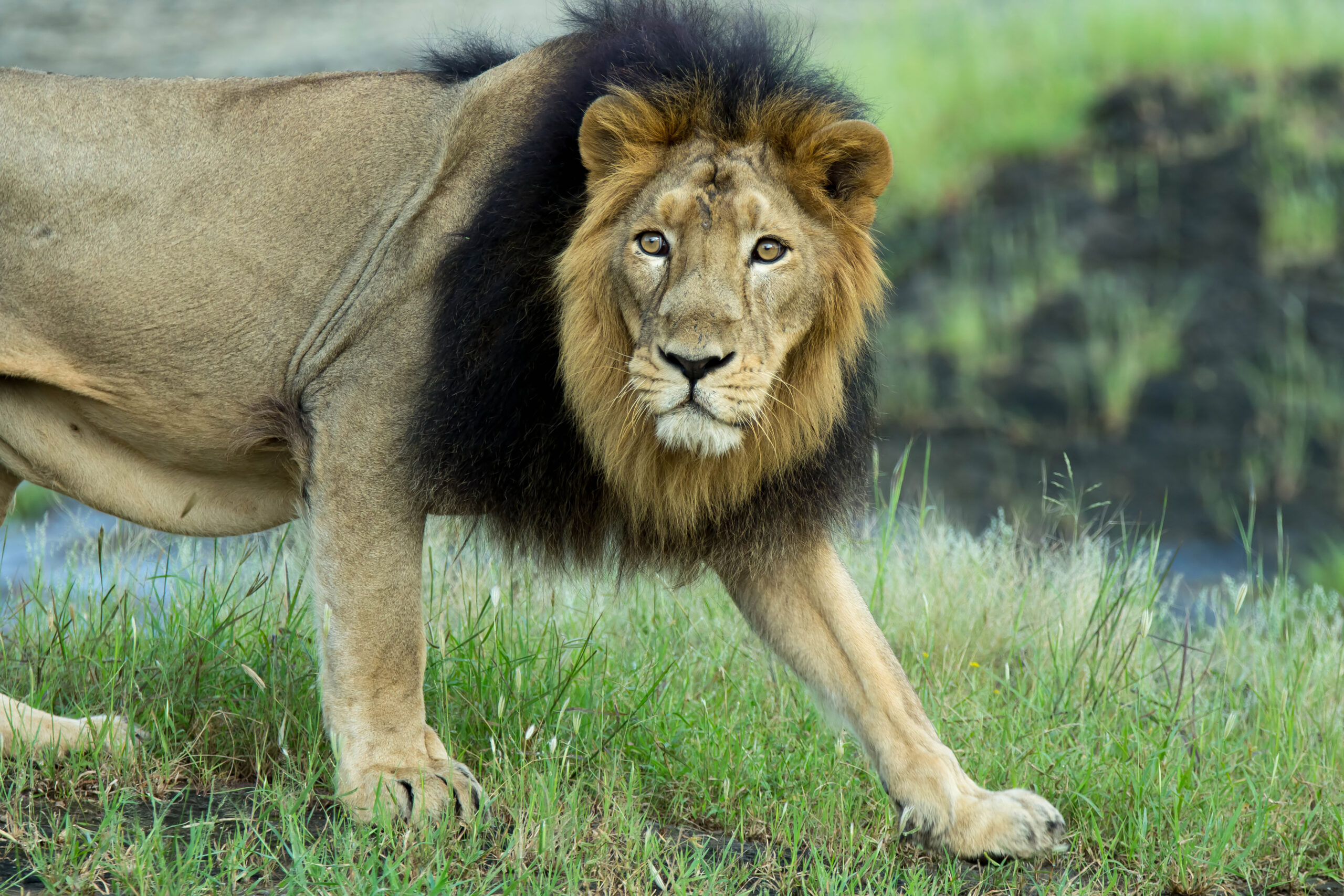 The Asiatic Lion used to be found in abundance in Israel until about 800 years ago. Photo Credit: Shutterstock The Asiatic Lion used to be found in abundance in Israel until about 800 years ago. Photo Credit: Shutterstock