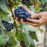 Vineyard