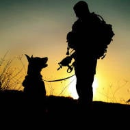 IDF canine