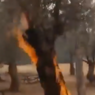 Sure looks a lot like arson
