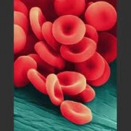 red blood cells