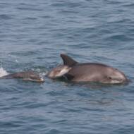 dolphins