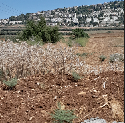 The town of Sulam, nestled in Israel’s northern Jezreel Valley.