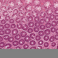 Tissue cells