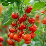 Tomatoes